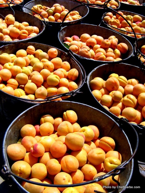Apricot Harvest - CJ Olsen Orchards