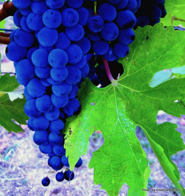 Napa Valley Grape Vines