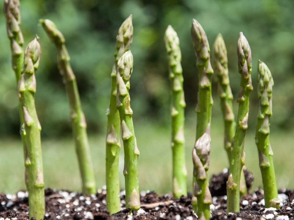 Asparagus Health Benefits - Cultivating Asparagus